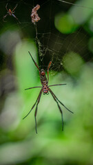 Detalhes Impressionantes de Aranha Exótica em Close Sob Luz Dramática