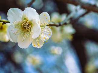 運動公園　梅の花ｰ30