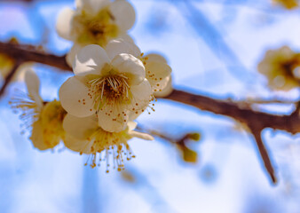 運動公園　梅の花ｰ25