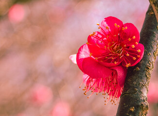 運動公園　梅の花ｰ