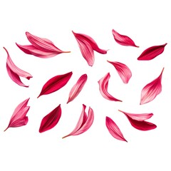 Fototapeta premium Pink flower petals falling on white background