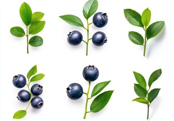 Fresh Blueberries and Green Leaves on White Background