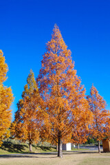 Naklejka premium 秋の公園、晴れ渡った青空に伸びたメタセコイヤの紅葉、鹿深夢の森 