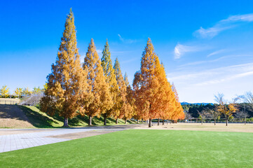秋の公園、紅葉したメタセコイヤと晴れ渡った青空、鹿深夢の森 