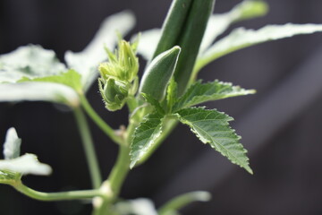 日当たりの良い場所で育つ小さなオクラの実