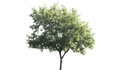 Obraz premium Isolated Green Tree Against White Background