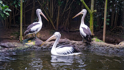 The Pelican's Choice