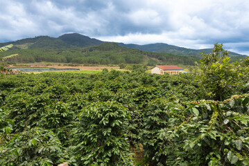 coffee trees with green beans