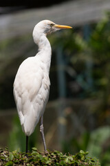 cattle egret, Bubulcus ibis