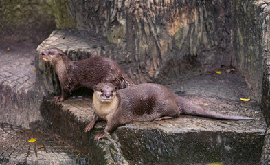 otters at zoo