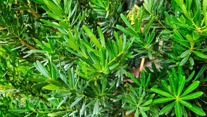 Rosemary bush plant background for decoration on nature, herbal and seasoning for cooking.