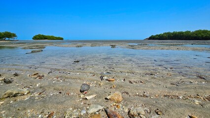 Semi mangrove beach and sand beach with tentacles of sea anemones, sea shell and stone reef landscape.