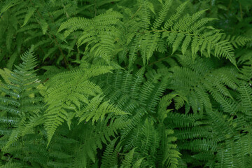 Green fern foliage and grass, forest leaf texture photo. Wild nature floral background.