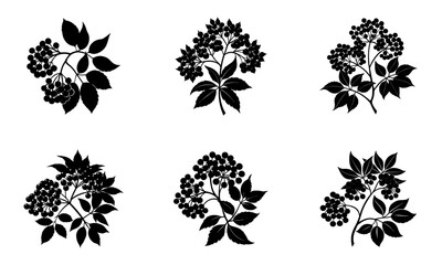 Elderberry silhouette vector