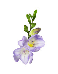 Set of purple freesia flowers and buds isolated on white or transparent background