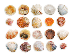 Set of colorful seashells, objects isolated on white background. Cutout natural clams, Shells of mollusks with soft shadows, beauty nature, organic shapes and macro texture details, design elements