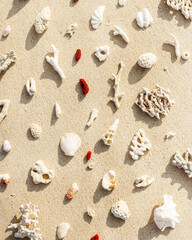 Seashells and coral on Beach Sand at sunlight, outdoor nature pattern from variety of shells and red and white coral pieces scattered on light beige sandy sea shore, minimal style environment