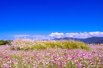 奈良県藤原宮跡 コスモスとススキと秋空