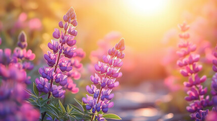Obraz premium field of vibrant lupines basks under bright sun, creating serene and colorful scene. sunlight enhances purple hues of flowers, adding warmth and tranquility to landscape