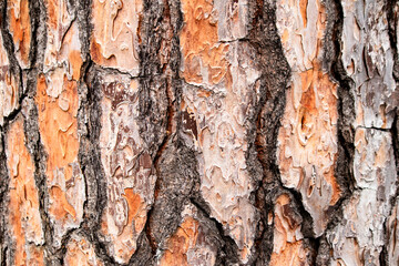 Stone pine tree bark. Natural background. Tree bark. Forest. Pattern, texture. Horizontal photo.