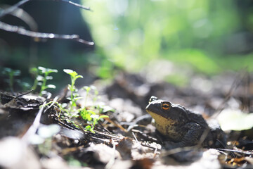 Wild Toad in Forest Underbrush on Sunny Day