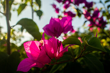 Pink bougainvillea flowers in the garden. Also known as paper flowers or bunga kertas, bugenvil.