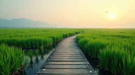 Fototapeta premium Serene sunrise over verdant rice paddy with a wooden walkway leading to the horizon