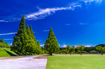 夏の公園、美しい緑の芝生の広場と青空に伸びるメタセコイヤ、鹿深夢の森