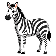 zebra isolated on white
