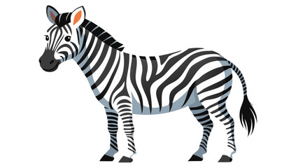 zebra isolated on white