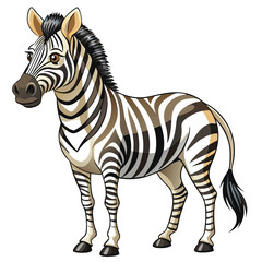 zebra on white background