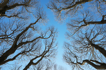 Leafless Tree Canopy Against Clear Blue Sky in Winter Season