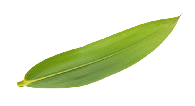 Vibrant green leaf isolated on white background. AI Generated