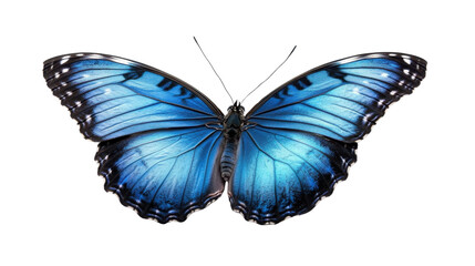 Fototapeta premium Blue butterfly with black and yellow wings isolated on a white background