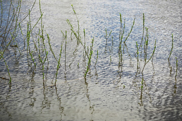 Tall Grass Stems Emerging from Water Reflecting Natural Elements in a Serene Outdoor Setting
