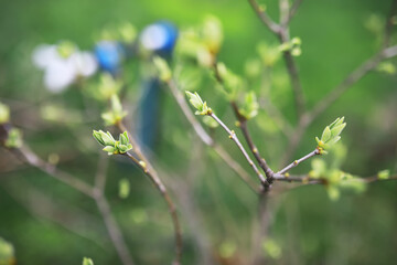 Close-Up of Spring Budding Leaves on a Tree Branch in a Lush Green Garden