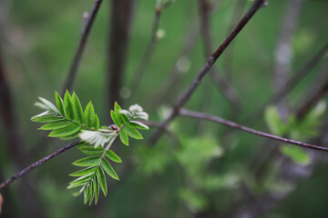 Close-Up of Fresh Green Leaves on Tree Branch in Natural Spring Environment