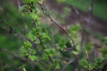 Close-Up of Spring Green Leaves on a Branch with a Blurred Natural Background