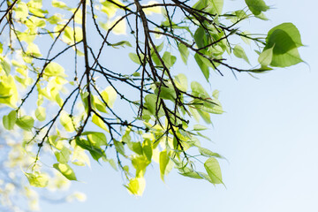 Sacred fig tree or Ficus religiosa with sprouting little light green leaves against clear sky in park.