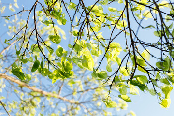 Sacred fig tree or Ficus religiosa with sprouting little light green leaves against clear sky in park.