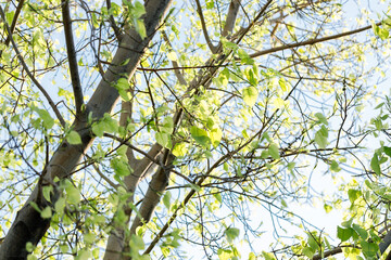 Sacred fig tree or Ficus religiosa with sprouting little light green leaves against clear sky in park.