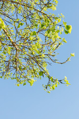 Sacred fig tree or Ficus religiosa with sprouting little light green leaves against clear sky in park.