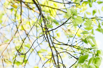 Sacred fig tree or Ficus religiosa with sprouting little light green leaves against clear sky in...