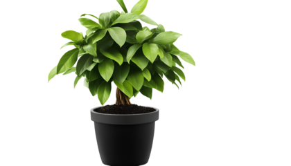 Potted lush money tree with green leaves on a transparent background, PNG