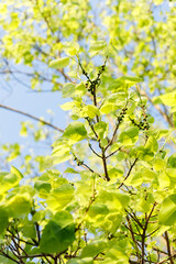 Sacred fig tree or Ficus religiosa with sprouting little light green leaves against clear sky in park.