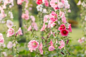 Pink Hollyhocks or Alcea flower cheerful blooming in natural park.