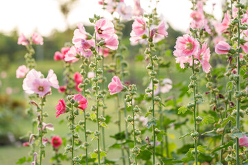 Pink Hollyhocks or Alcea flower cheerful blooming in natural park.