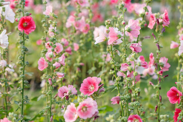 Pink Hollyhocks or Alcea flower cheerful blooming in natural park.