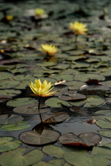 Yellow lotus flower cheerful blooming in  natural park. Sacred lotus, Indian lotus, Nelumbo nucifera.