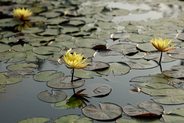 Yellow lotus flower cheerful blooming in  natural park. Sacred lotus, Indian lotus, Nelumbo nucifera.